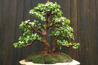 Jade Bonsai: Discovering the Charms of Miniature Foliage