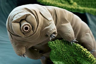 Tardigrades, Or As I Like to Call Them, Tiny Wolverines