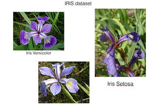 Iris Classification