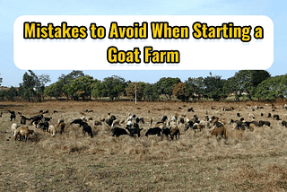 Mistakes to Avoid When Starting a Goat Farm