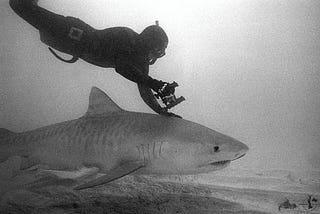 Freediving with Tiger Shark