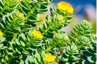 rhodiola for anxiety and depression header