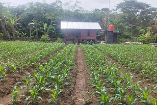 Tanam Jagung dan Integrasi dengan Ternak
