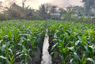 Integrated Farming Sederhana di Lahan Jagung : Kohe dan Urine Kambing