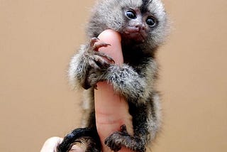 fingermonkey.jpg