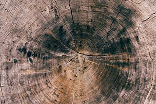The growth rings on the inside of a tree trunk.