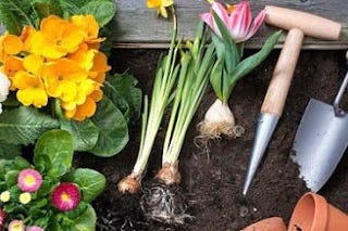Gardening in horticulture and essential requirements to start a gardening | what do you need to…