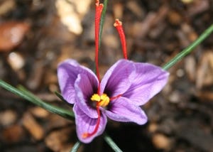 Yield of saffron crop in Taybad has decreased by 40% , Iranian saffron, saffron harvest, saffron cultivation, economic prosperity in saffron, medicinal plants, Saffron harvest in Taybad city, saffron harvest from farms in Taybad city