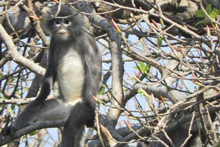 Newly discovered primate ‘already facing extinction’