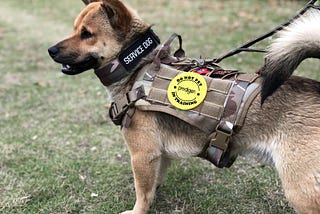 Top Stories About Tactical Dog Collar This Week