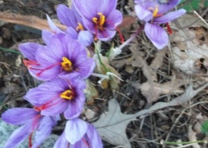 Saffron harvest was completed in 60% of farms in Khorasan Razavi , Iranian saffron, saffron harvest, saffron cultivation, economic prosperity in saffron, medicinal plants, Saffron harvest in Khorasan Razavi province, saffron harvest from farms in Khorasan Razavi province