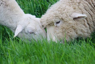 Rebuilding, Nurturing, Growing: