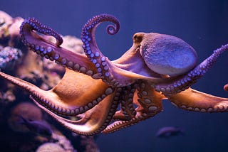 Let’s explore coroutines with octopuses [Part 1 of ?]