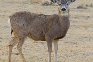 A Mule Deer Mystery On The Chena River