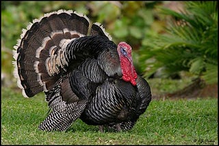A big fat Turkey on a grassy lawn.