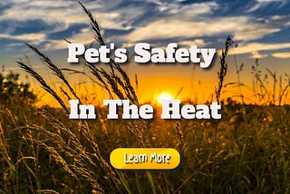 pets safety in the heat