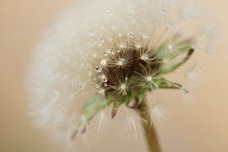 Seeds of Thought | The Let Go