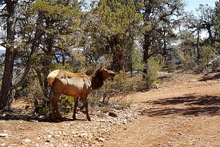 Hiking the Grand Canyon East Rim