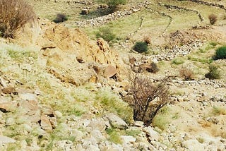 Sharing vs Sparing: The Resolution