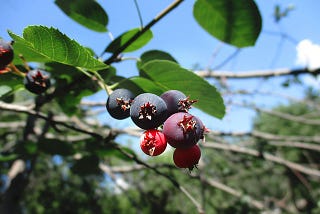 Everything you need to know about Saskatoon Berries