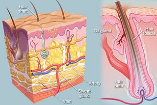 Treatments for Hair Loss