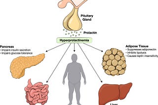 Prolaktín: funkcie a príčiny zvyšovania hormónu