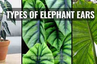 A Simple Guide To Different Elephant Ear Plant Types