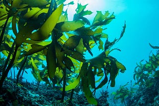 How important is seaweed in the marine eco-system? | Alfa Infraprop Pvt Ltd