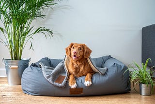 Dog beds: Safe haven for your dog