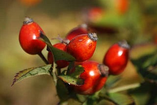 Can Rosehip Oil Help With Acne Scars? (What You Didn’t Know)