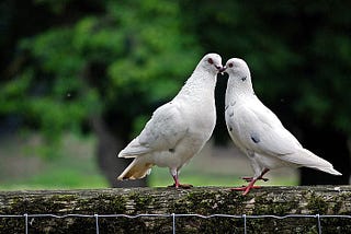 Hide a Pigeon Pair for Verkle Tree Cryptography