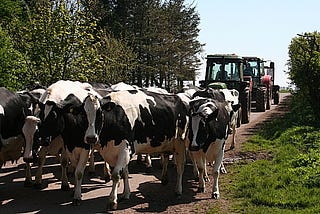 A farmer in a tractor, herding cows