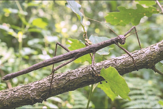On Stick Bugs & Boas