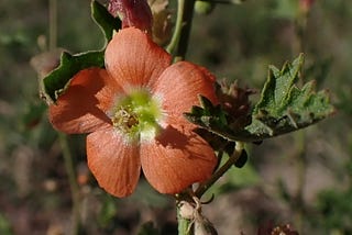 Autumn in The Gila, 2 of 3: Wildflowers
