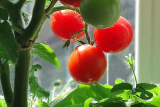 Tomato Leaf Disease Detection