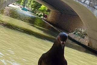 pigeon on table in front of San Antonio riverwalk