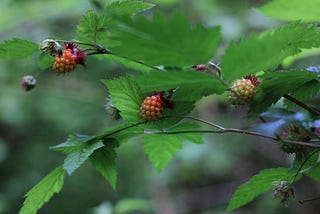 The Berries of Summer