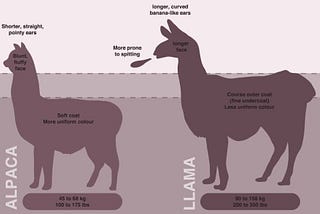 What’s the Difference Between Llamas and Alpacas? — The Prodigious