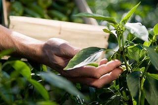 Co-creating a sustainable future with HELM AG.