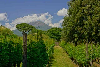 Campania’s Wines: 10 Bottles That’ll Make You Fall in Love — The Pasta Artist