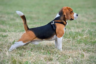 Beagle