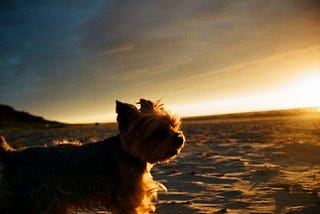 Put Your Paws In The Sand: Best Pet Friendly Beach Vacations!