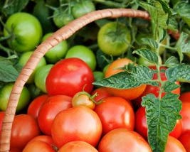 Curious Question: Why was the tomato considered to be poisonous? — Country Life