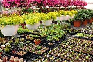 How To Start A Plant Nursery Business?