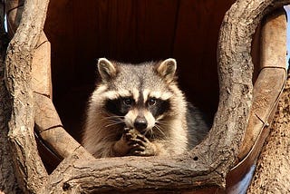 Safe and Humane Wildlife Animal Removal Services Near You: Protecting Your Home and Nature