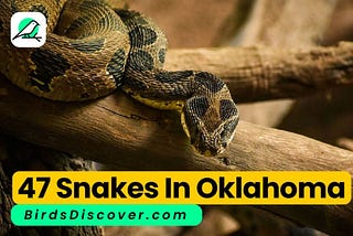 47 Snakes in Oklahoma, Biography, Facts, Pictures