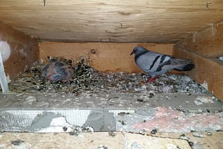 What to Do If Birds are Nesting in Your Roof Or Eaves: Expert Tips