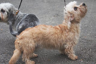 SOME TRENDS ON DANDIE DINMONT TERRIER BREED BY MEASURING SEARCH INTEREST OVER TIME