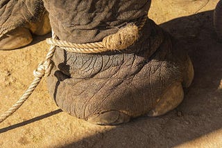 Breaking Free from Our Self-Imposed Prisons: A Lesson from the Circus Elephant