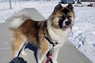 Akita Chow